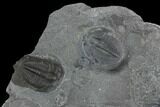 Bolaspidella Trilobites From Wheeler Shale, Utah #97188-1